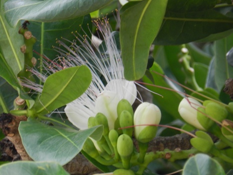 Ảnh:[-]Bàng[-]vuông[-]100[-]tuổi[-]nở[-]muộn[-]trên[-]đảo[-]Lý[-]Sơn
